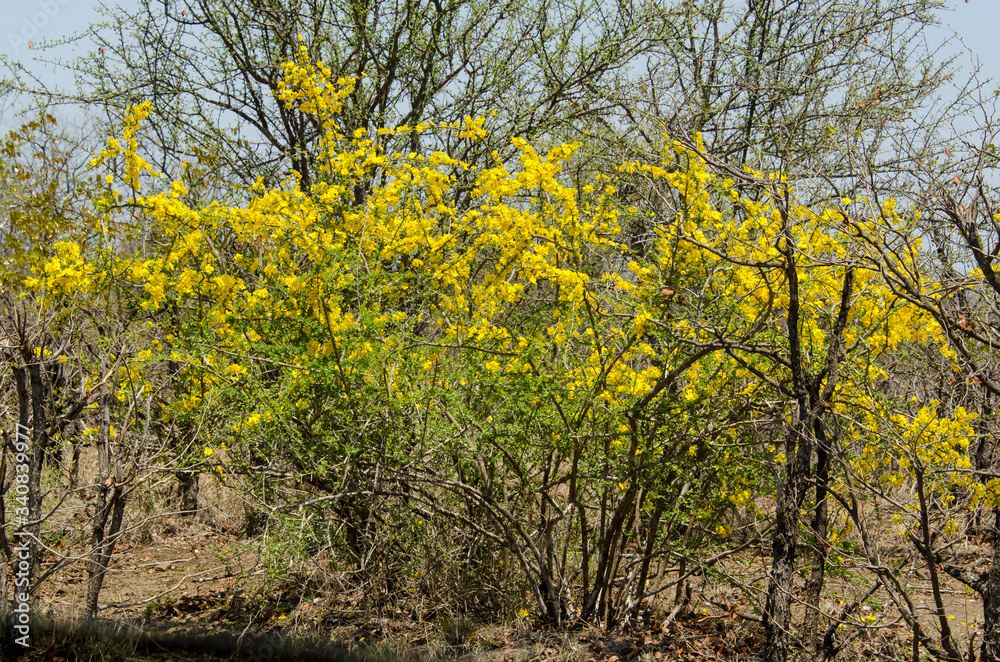 Acacia, Acacia hebeclada, Parc national Kruger, Afrique du Sud Acacia, Acacia hebeclada, Parc national Kruger, Afrique du Sud