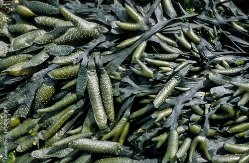 Fucus vesicolus , Algue , varech, Fucus vésiculeux photo