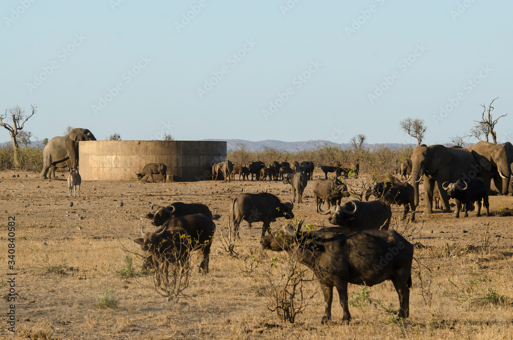 Réservoir d'eau, Buffle d'Afrique, Syncerus caffer, Parc national Kruger, Afrique du Sud
