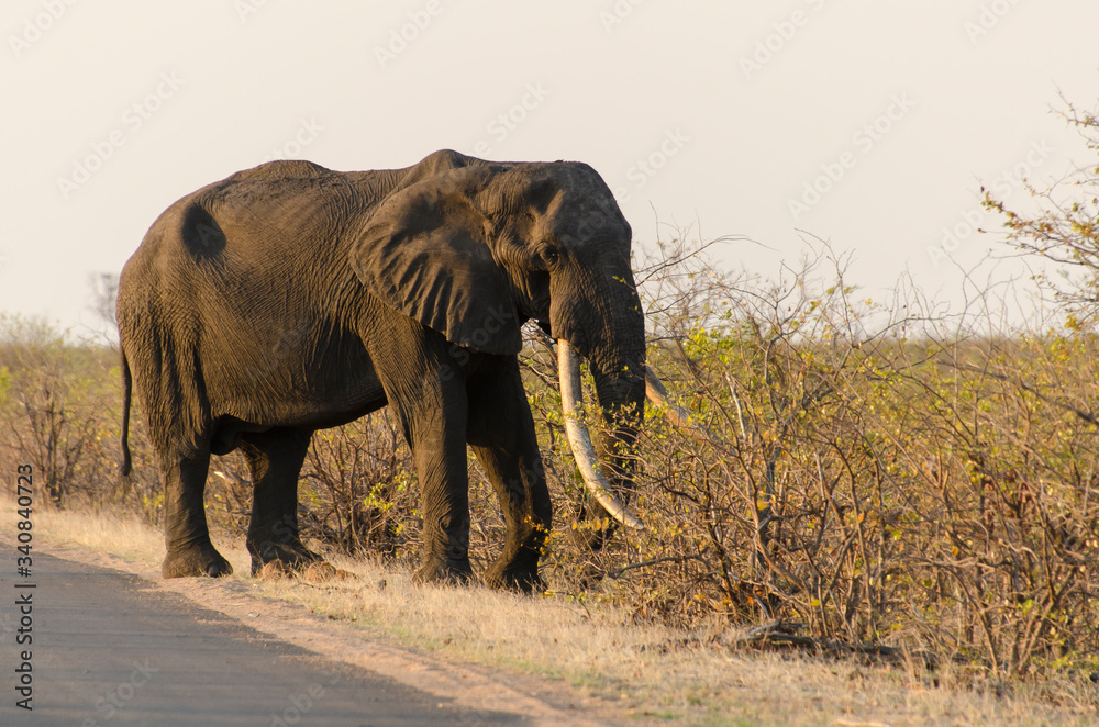 Obraz premium Eléphant d'Afrique, Gros porteur, Loxodonta africana, Parc national Kruger, Afrique du Sud