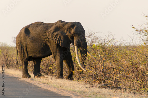 Eléphant d'Afrique, Gros porteur, Loxodonta africana, Parc national Kruger, Afrique du Sud