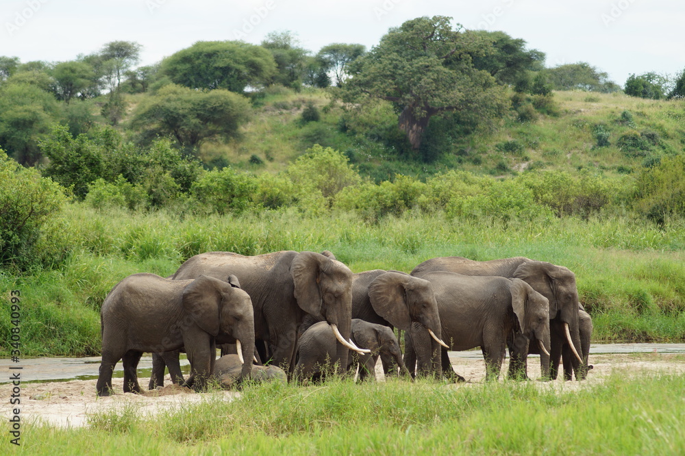 elephants in the river elephants in the river