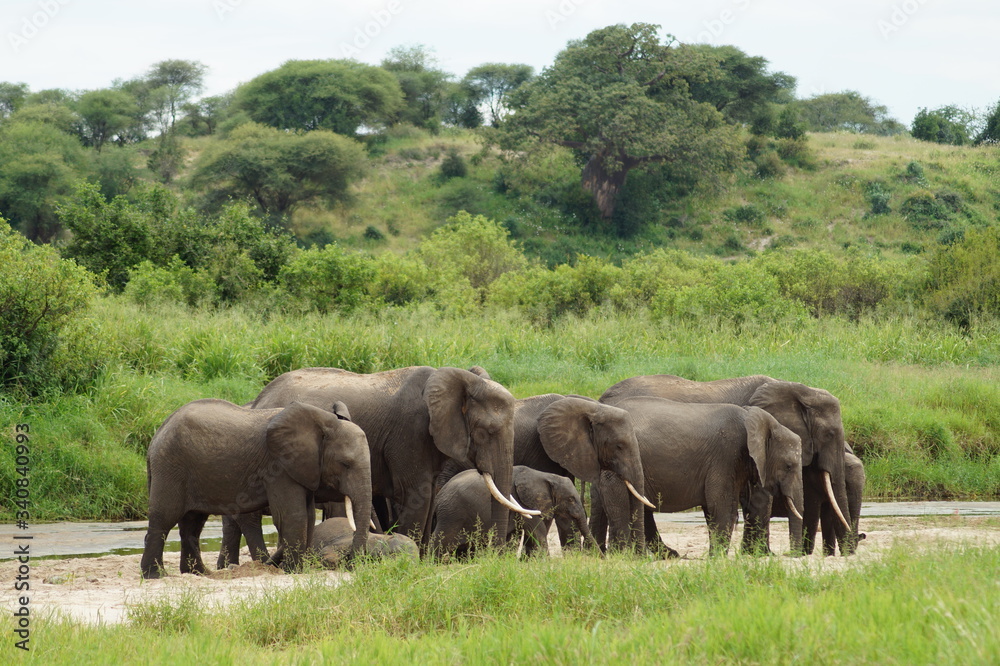 elephants in the river