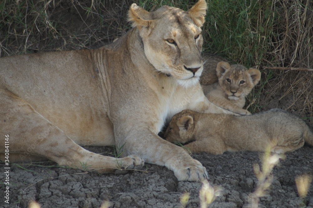 lioness and cub lioness and cub