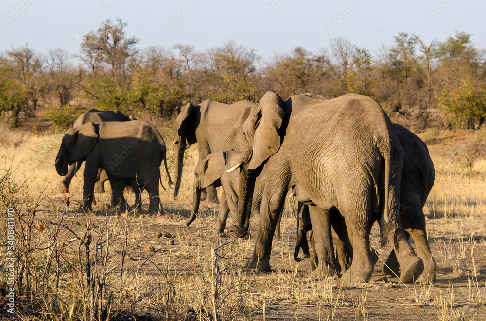 Fototapeta premium Eléphant d'Afrique, Loxodonta africana, Parc national Kruger, Afrique du Sud