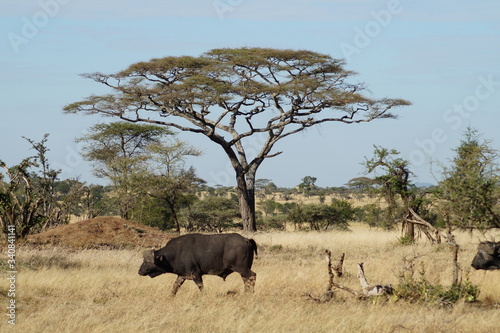 buffalo in serengeti national park tanzania africa