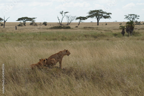 lions in the savannah