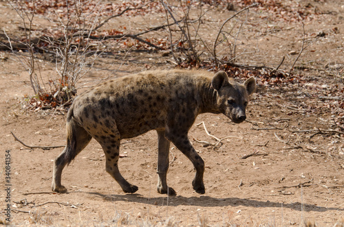 Hyène tachetée, jeune, Crocuta crocuta, Afrique du Sud © JAG IMAGES
