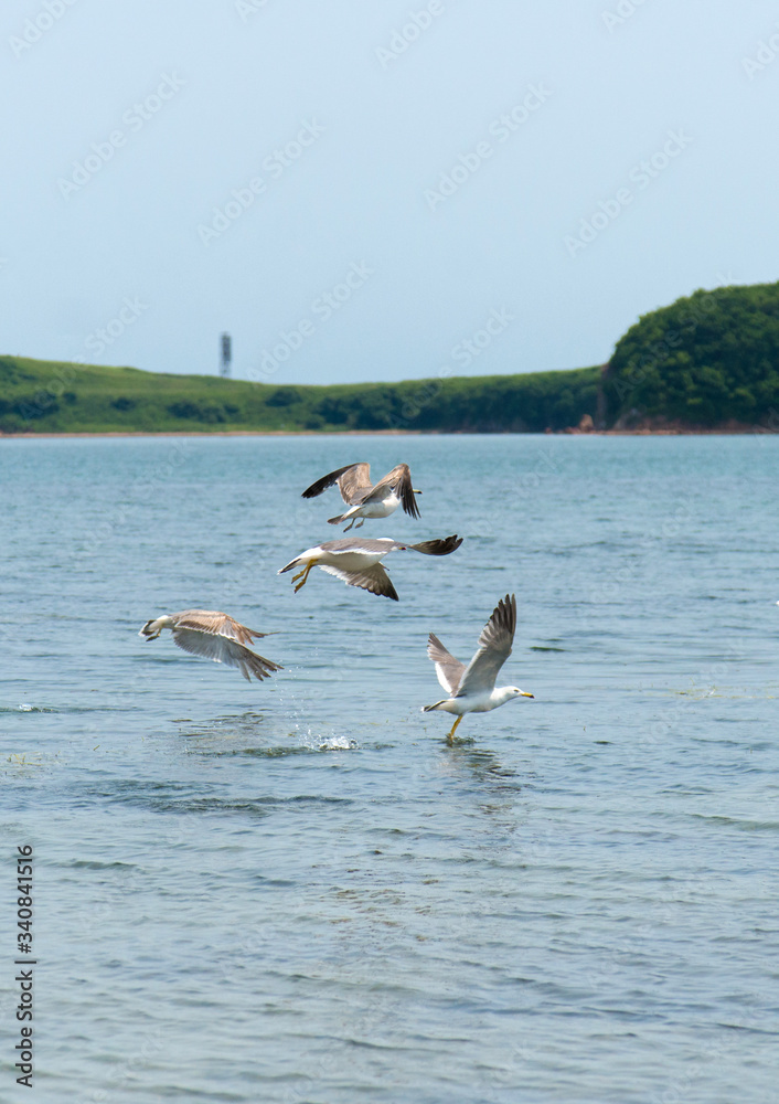 Naklejka premium seagull