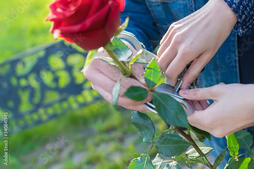 the girl hands with a key release the guy hands from the handcuffs fastened to the flower of a red spiked rose