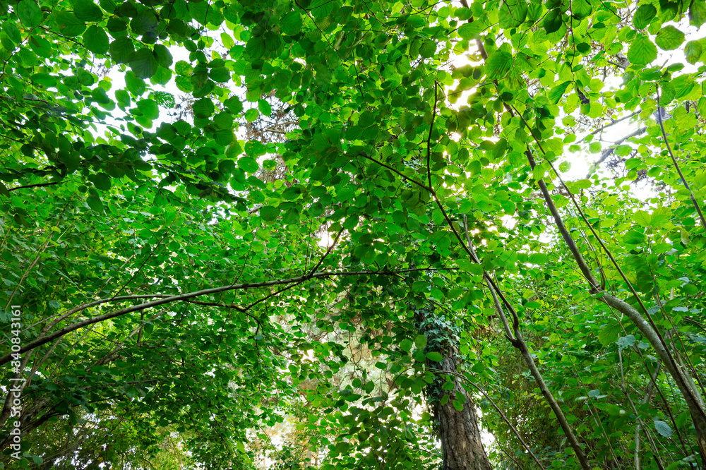 Picture under thick vegetation, thick trees, forest, picture up Picture under thick vegetation, thick trees, forest, picture up