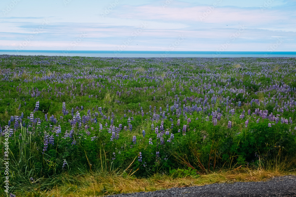 green field with purple lupins to the horizon and blue sky in Iceland