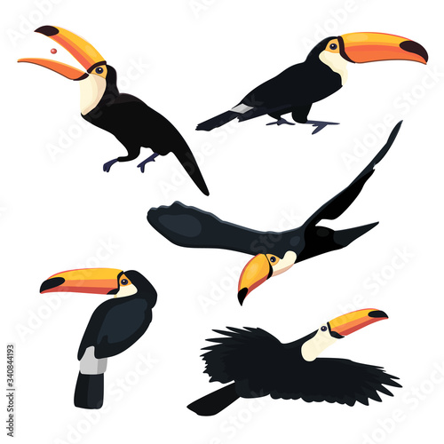 toucan isolated on white