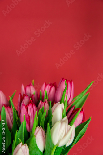 Fototapeta Naklejka Na Ścianę i Meble -  Spring seasonal flowers tulips on a plain background