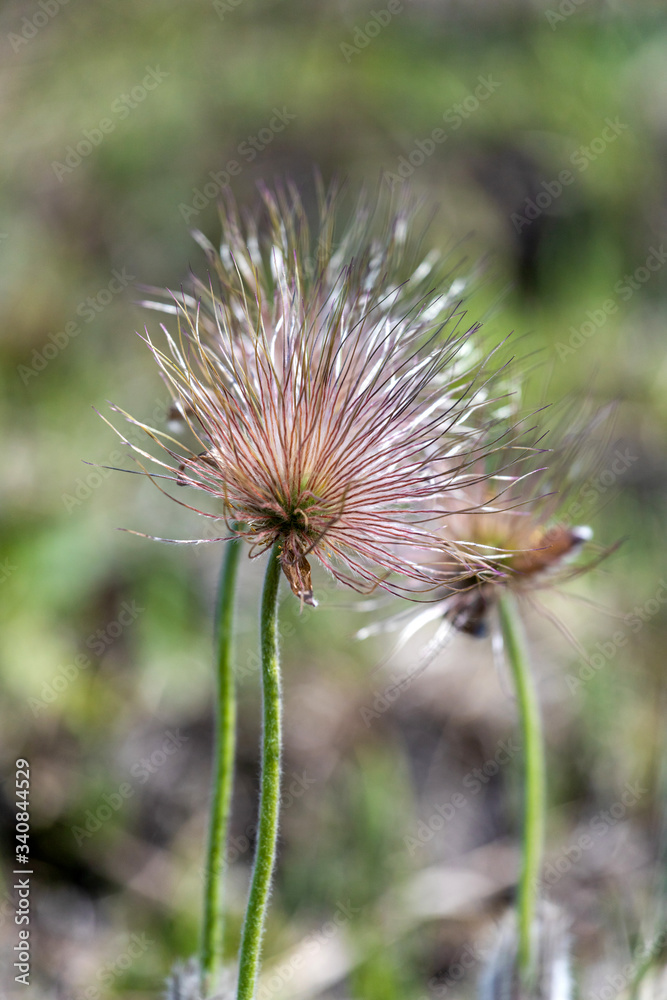 hairy stamens of a flower of a dream-grass which has blossomed and dropped off the petals