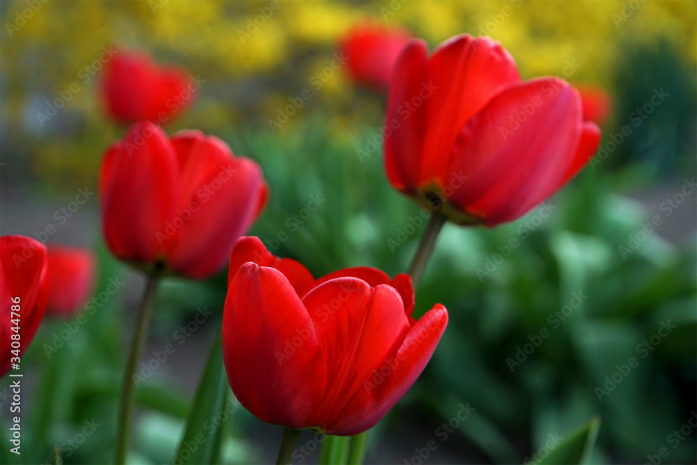 Red tulips blooming in the garden Red tulips blooming in the garden