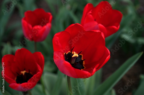 Red tulips blooming in the garden