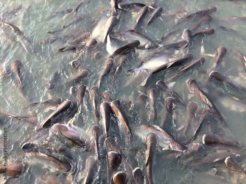 Many pangasius fish in the river.