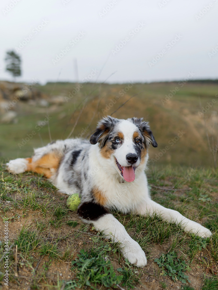 Aussie Australian Shepherd puppy lies on the grass against the background of nature Aussie Australian Shepherd puppy lies on the grass against the background of nature