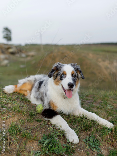 Aussie Australian Shepherd puppy lies on the grass against the background of nature