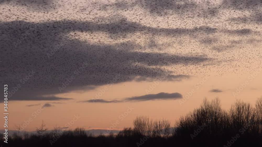 Sunset sky in winter England with amazing large flocks of starlings UK 4K Sunset sky in winter England with amazing large flocks of starlings UK 4K