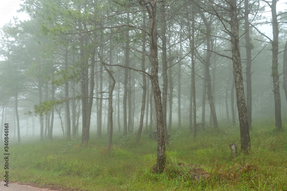 Fototapeta premium Pine forest mist in Phu Rua National Park ,Thailand