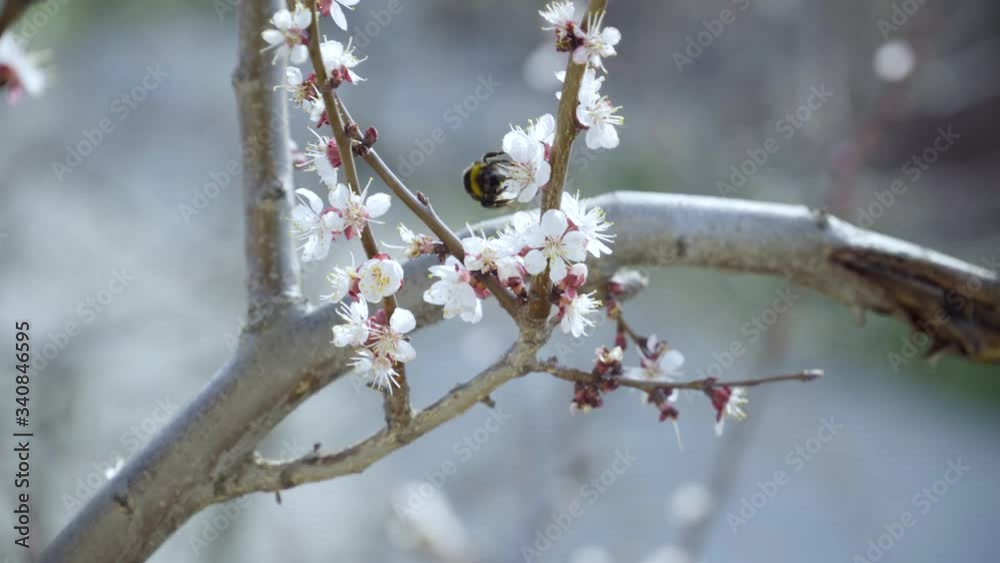Bumblebee collecting nectar and pollen from the flowers of pink blooming peach tree at early spring Bumblebee collecting nectar and pollen from the flowers of pink blooming peach tree at early spring