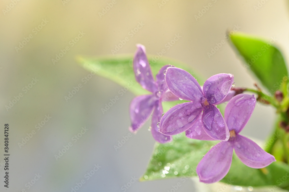 Macro of spring lilac flowers Macro of spring lilac flowers
