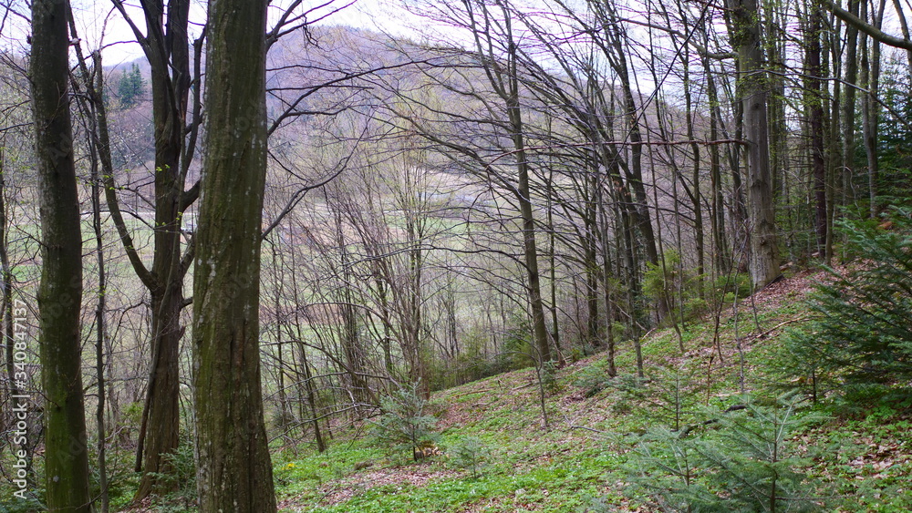 morning in the forest