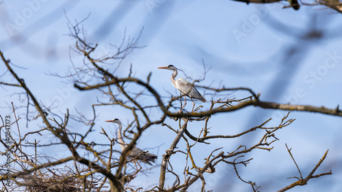 gray herons on the branches make their nests