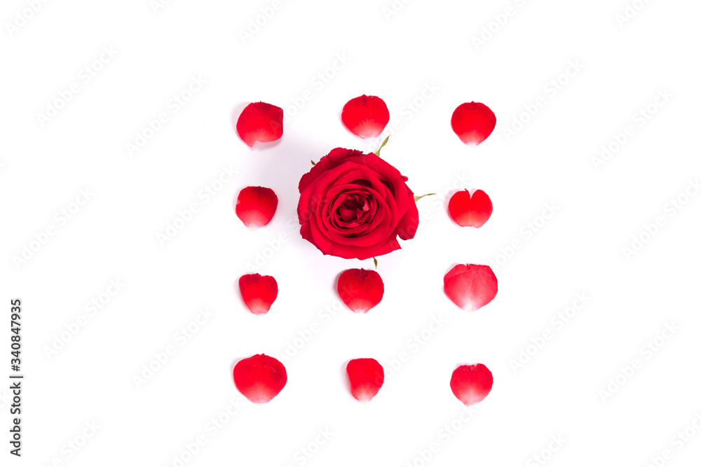 red roses and petals on white background for layout.valentine concept.