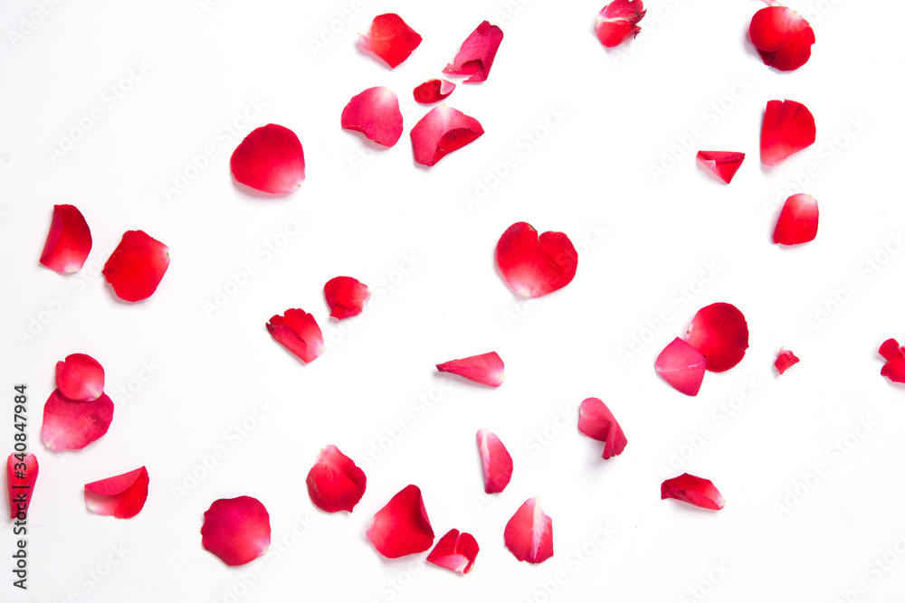 red roses petals on white background for layout.valentine concept.