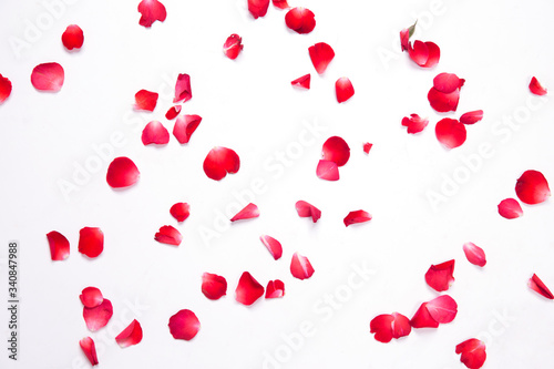 red roses petals on white background for layout.valentine concept.