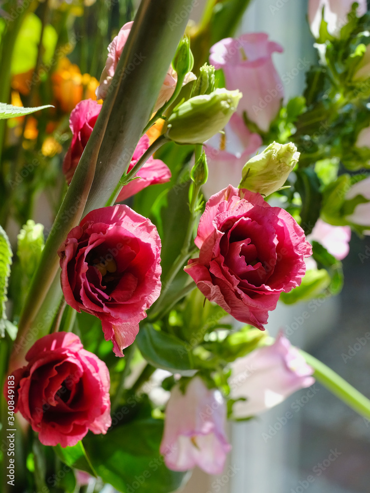 Naklejka premium Red purple roses in front of a window with refelctions, various other flowers in the background, Focus on roses