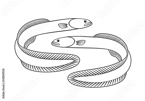 Eel outline.  Isolated eel on white background