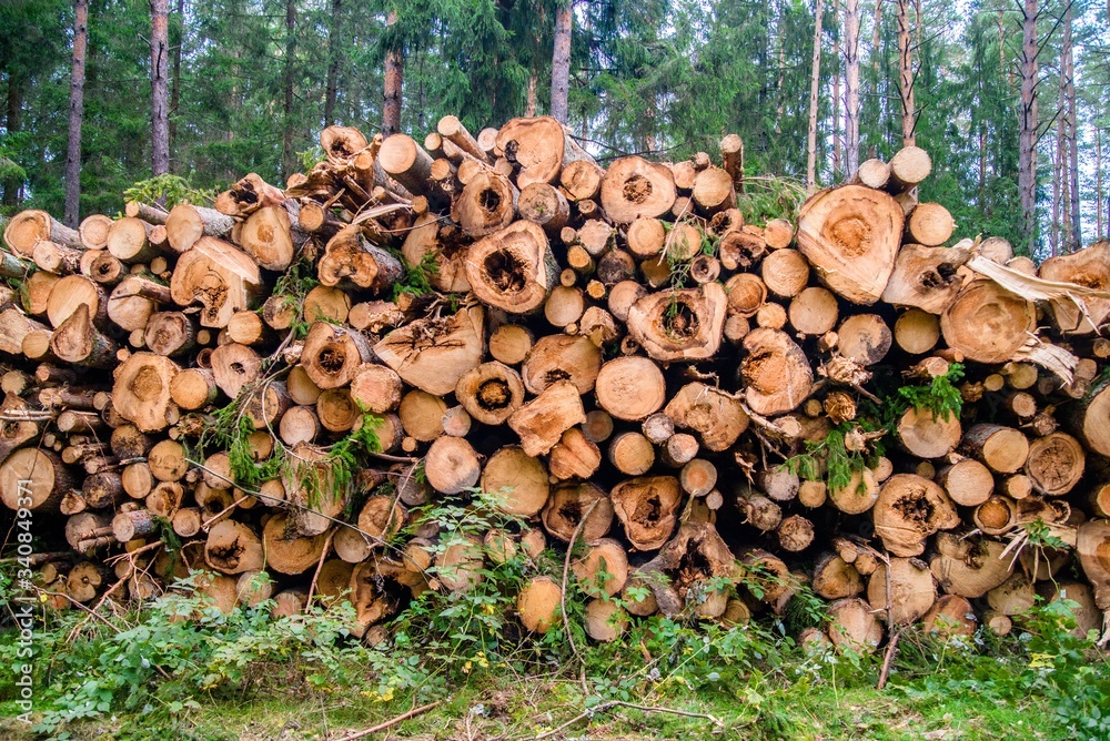 Sawn pine trunks lie on the grass
Sawn pine trunks lie on the grass