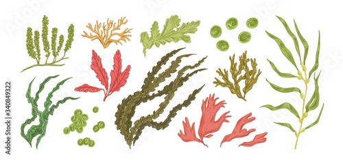 Obraz na plátně Set of colorful hand drawn edible algae vector graphic illustration