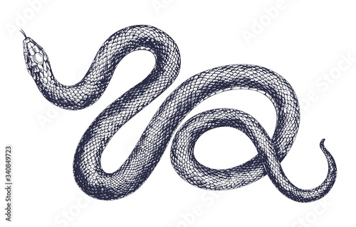 Vintage snake vector engraving illustration. Hand drawing dangerous reptile isolated on white background. Realistic tropical wild predator. Black and white drawing viper