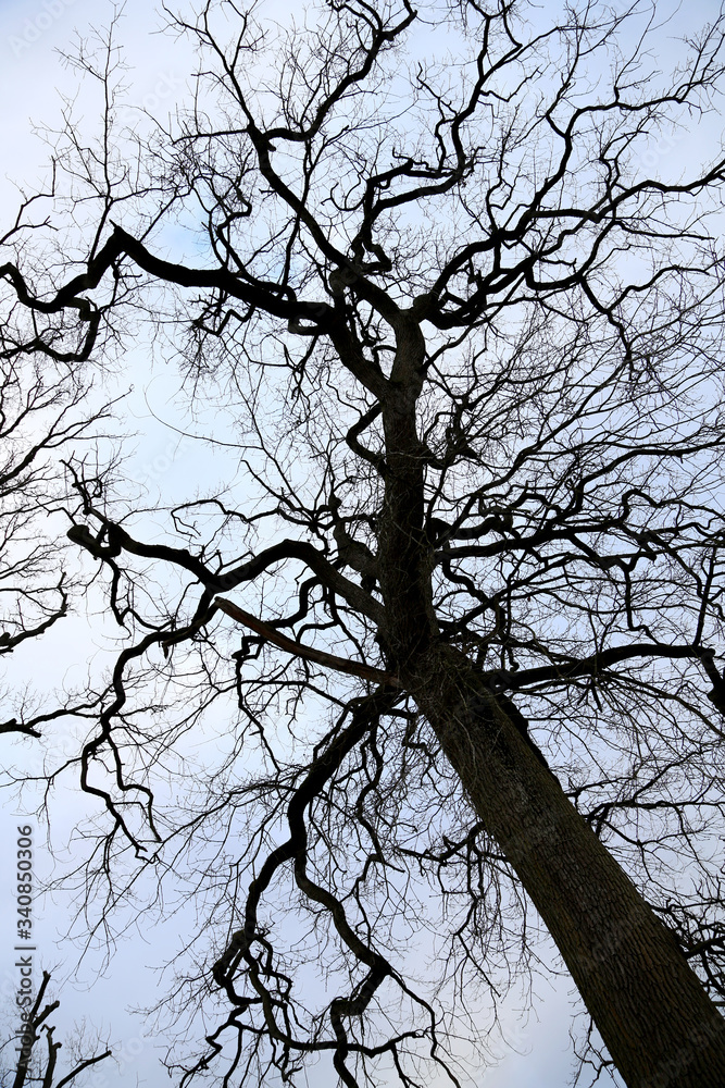 dry old tree standing alone in park against clear sky. dry old tree standing alone in park against clear sky.