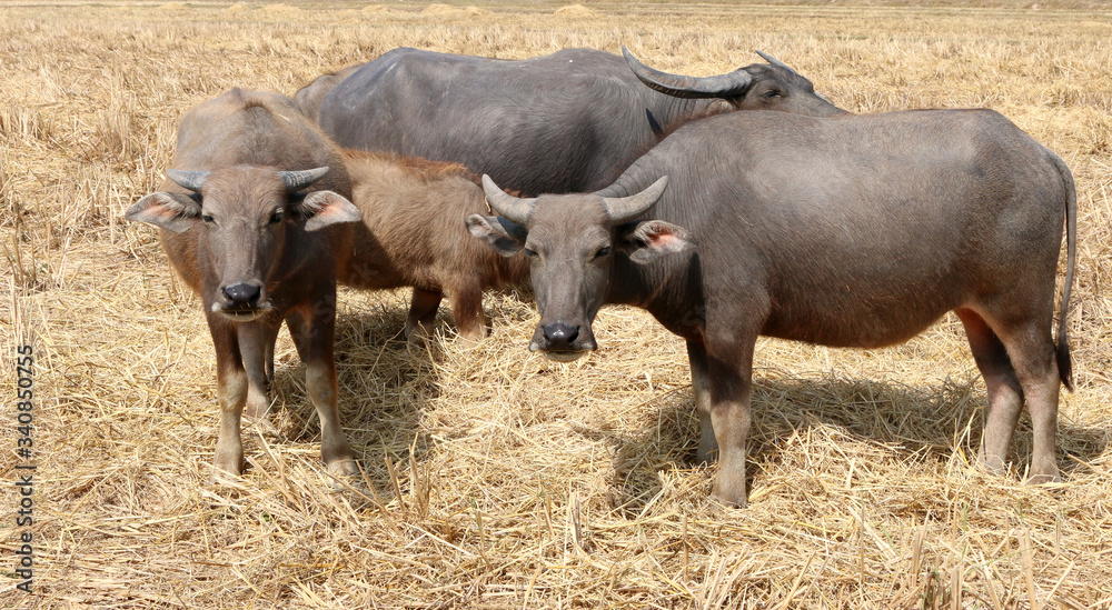 Many black buffalo stood in the middle of the rice fields that had rice straw. The farmers just finished harvesting.