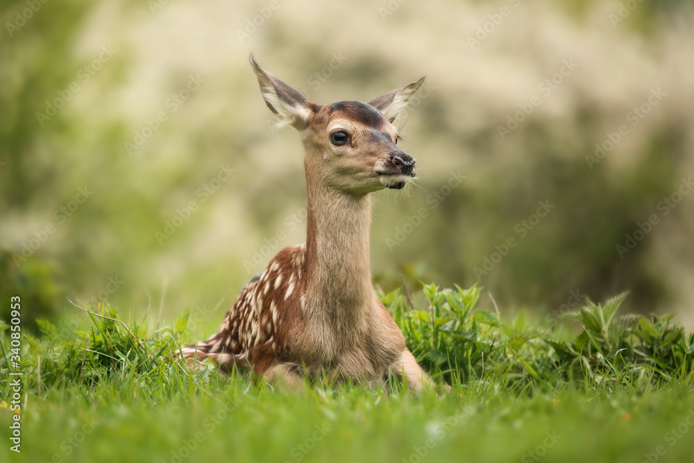 Young deer (Cervus elaphus) in the spring landscape. Green Grass Everywhere.Lost on the Meadow.