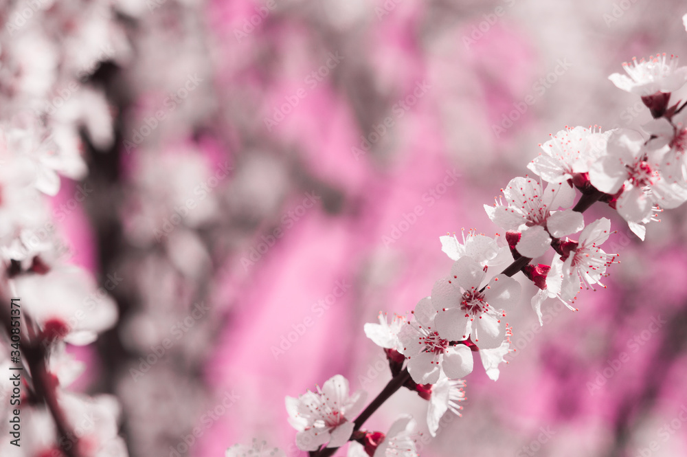 Naklejka premium Apricot flowers with white and pink petals