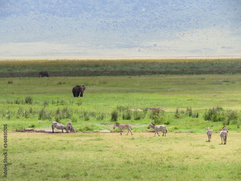 En Afrique, sur la terre nord Tanzanienne, dans la branche orientale de la vallée du grand rift se trouve le cratère du Ngorongoro. Réserve faunique sublime, ou  zèbres et éléphants se prélassent .