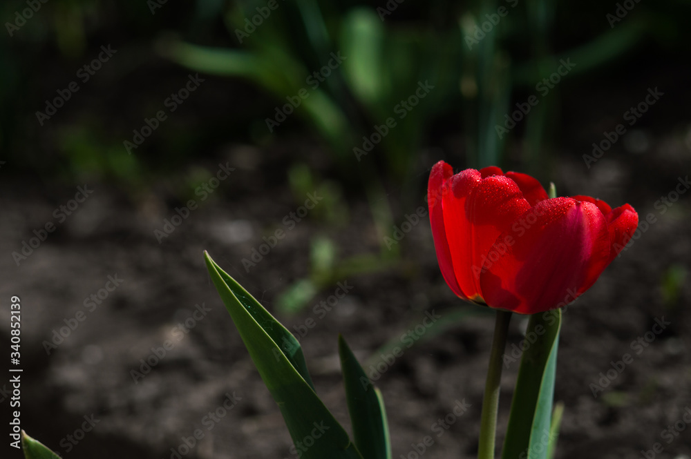 Flower of red tulip closeup on blurred background