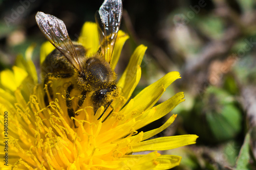 Fluffy bee in macro on a yellow dandelion © Eugene B-sov