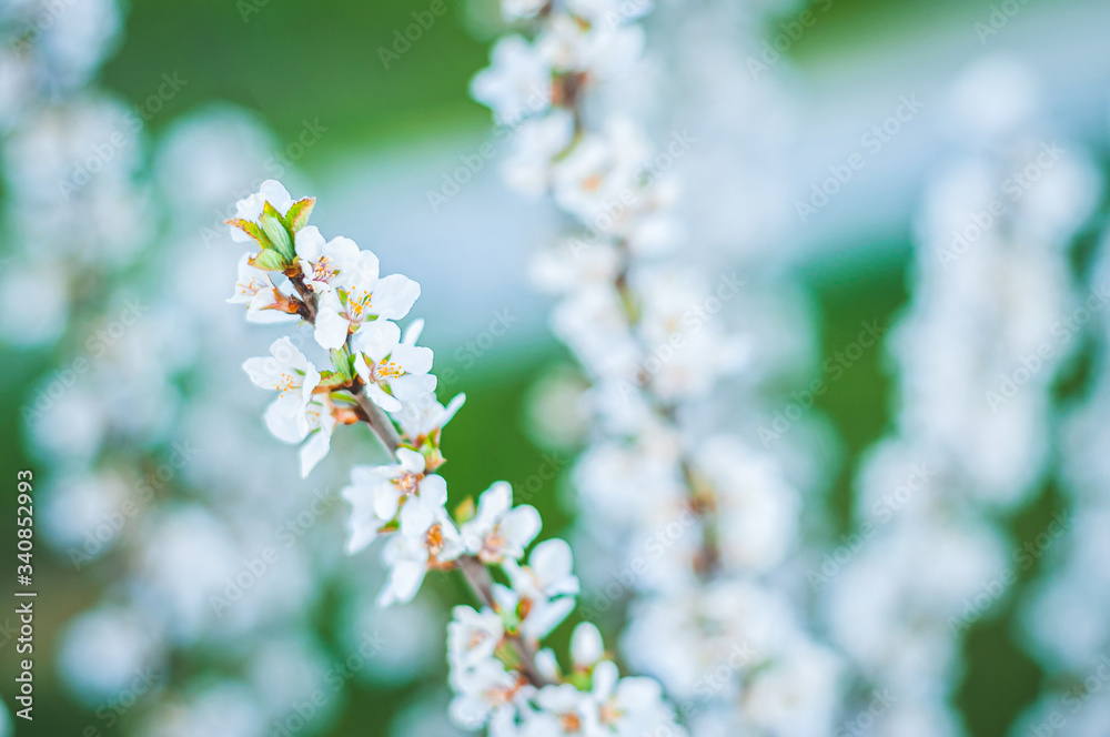 Very beautiful photo of cherry blossoms with a blurred background. Very beautiful photo of cherry blossoms with a blurred background.
