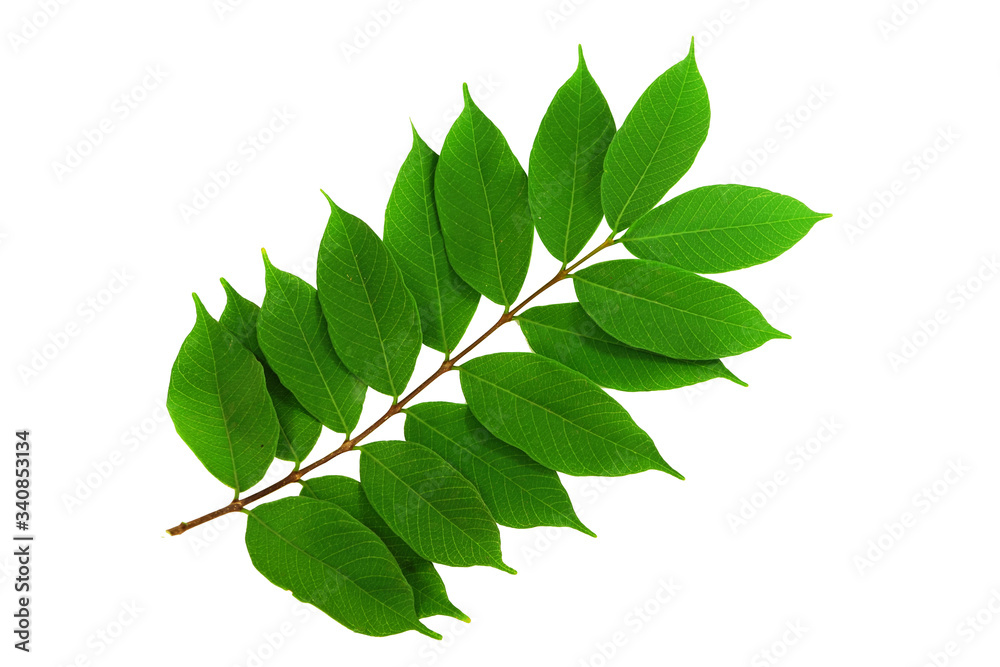leaves isolated on white background