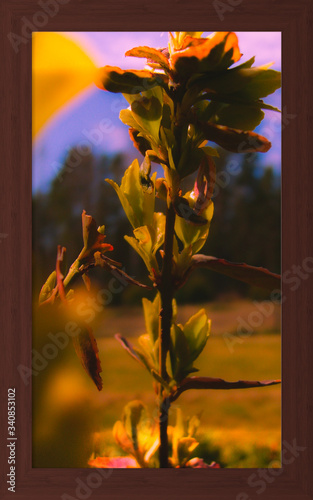 Very, very brilliant flower.