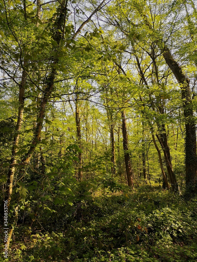 Green Nature