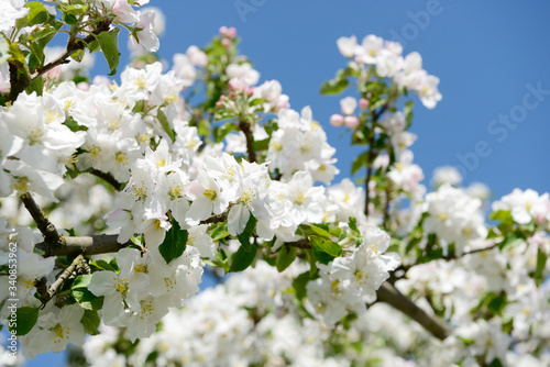 cherry  blossom on the tree in orchard in front of blue sky